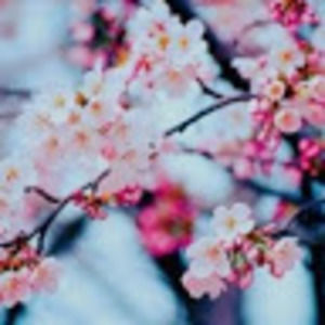 Meet your Posher, Maya